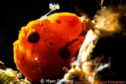 A tiny snooted back lit Frogfish. by Marc Damant 